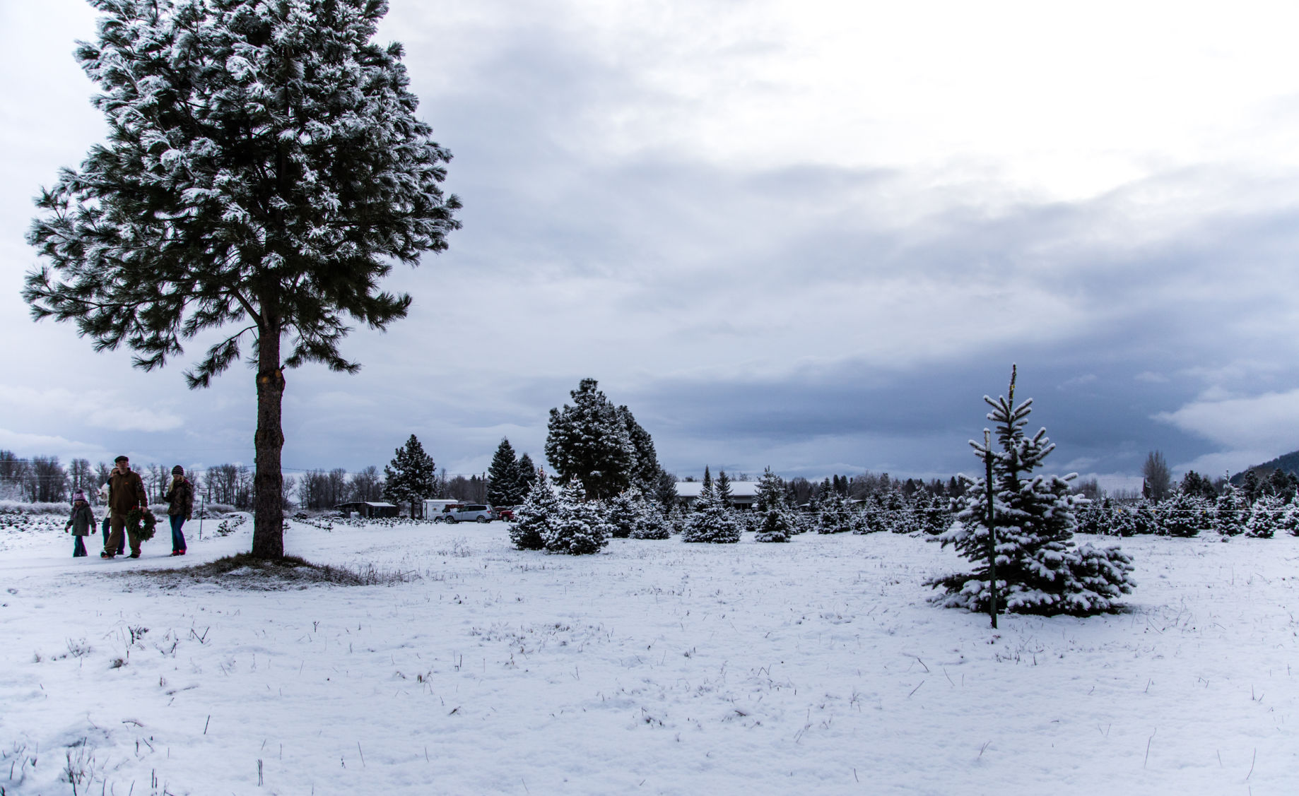 120417 xmas tree hunting6 rw.jpg